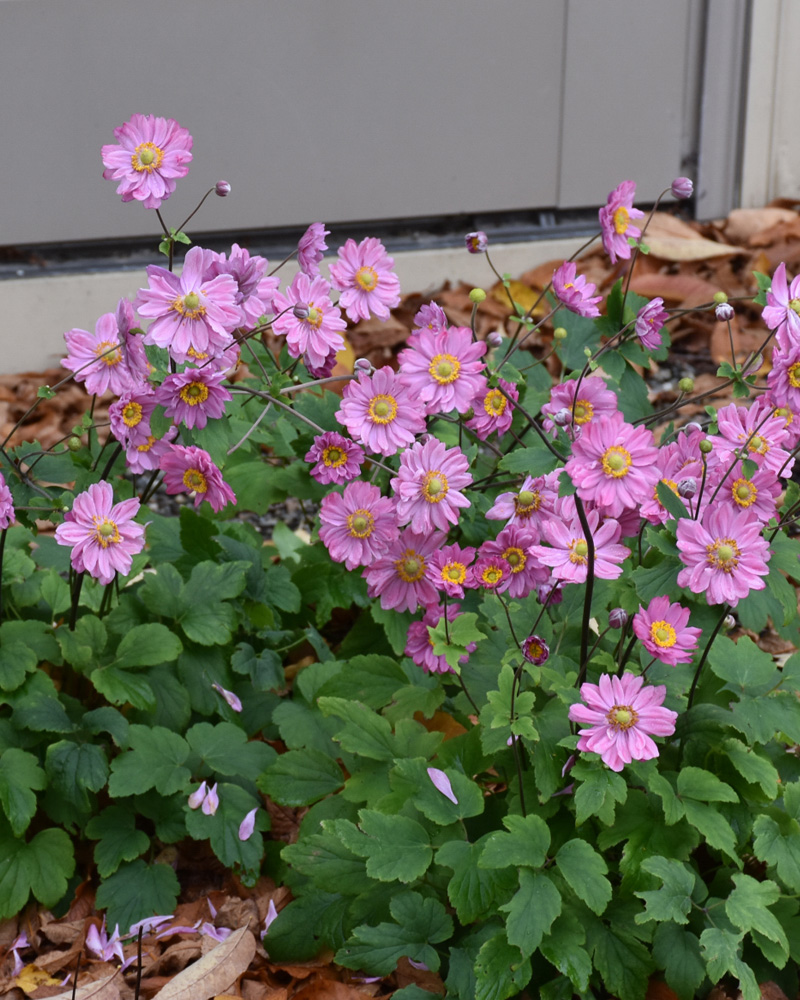 Pamina Anemone #1<br><i>Anemone hupehensis \'Pamina\'</br></i>