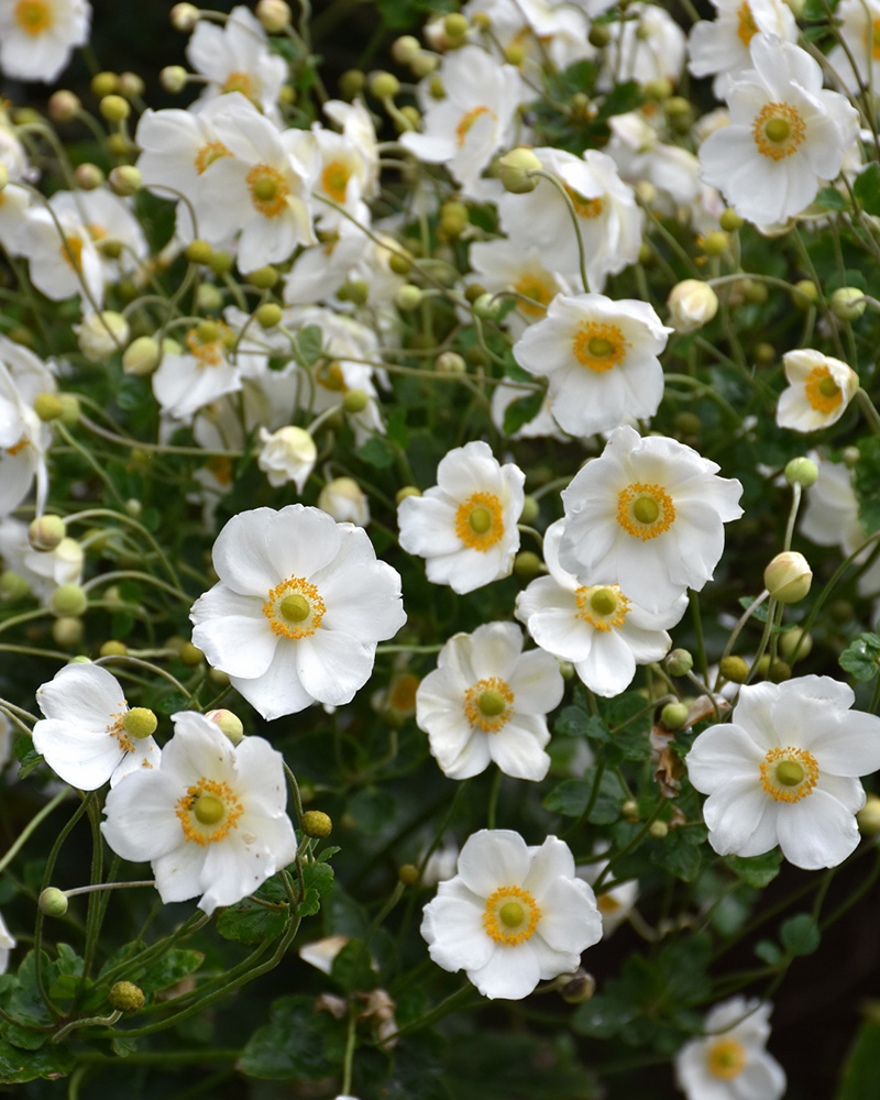 Honorine Jobert Anemone #1<br><i>Anemone x hybrida 'Honorine Jobert'</br></i>