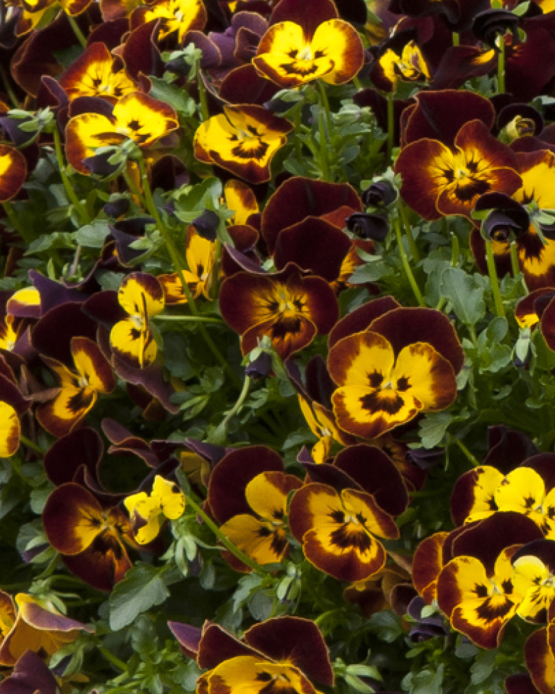 Pansy Cool Wave Fire 4"