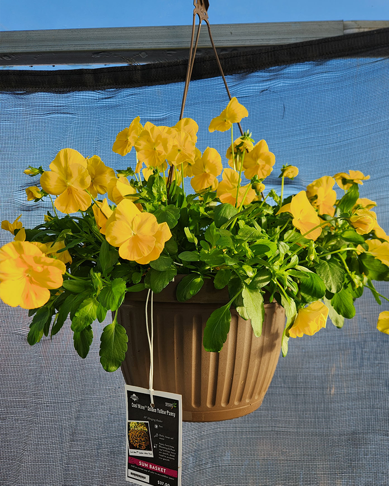 Pansy Wave Yellow Gold Hanging Basket 10"
