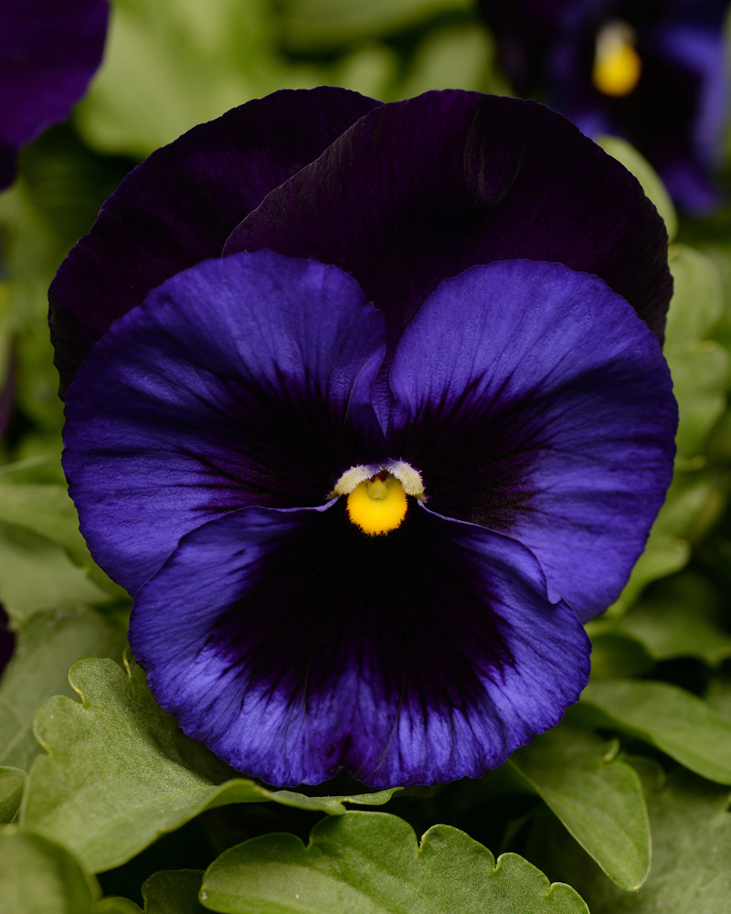 Pansy Matrix Denim 4"