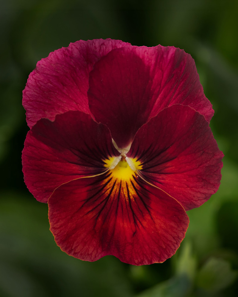 Viola Penny Red Pro 4"