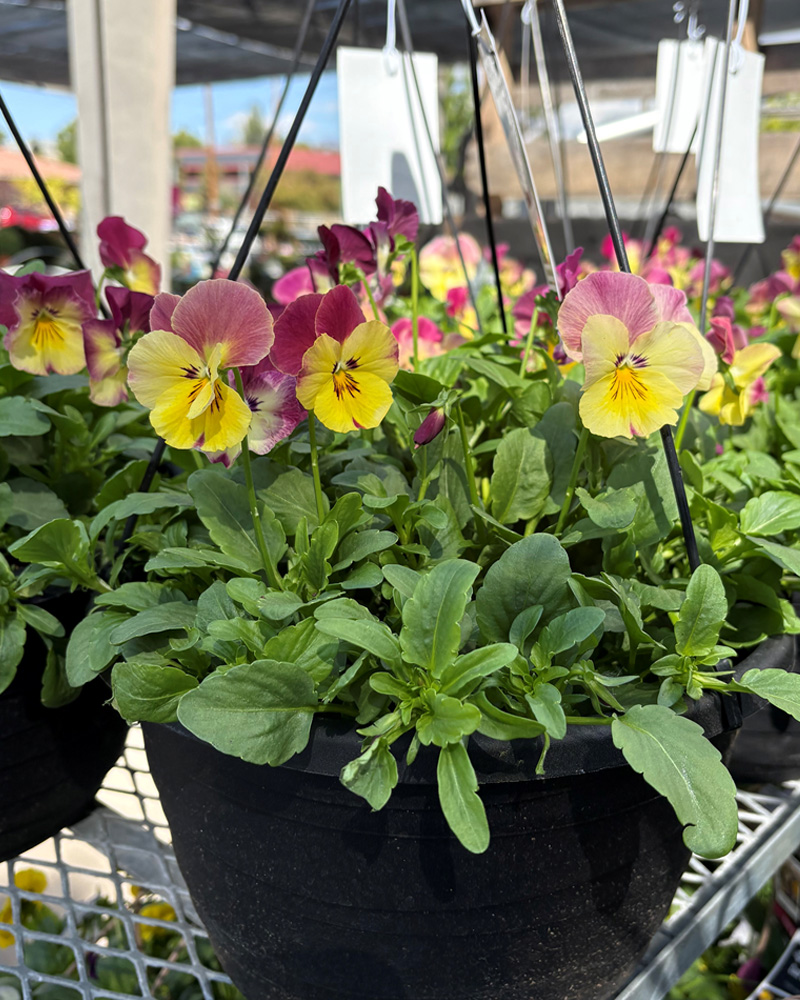 Pansy Strawberry Swirl Hanging Basket 10"
