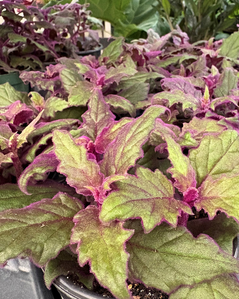 Gynura Purple Passion 4"