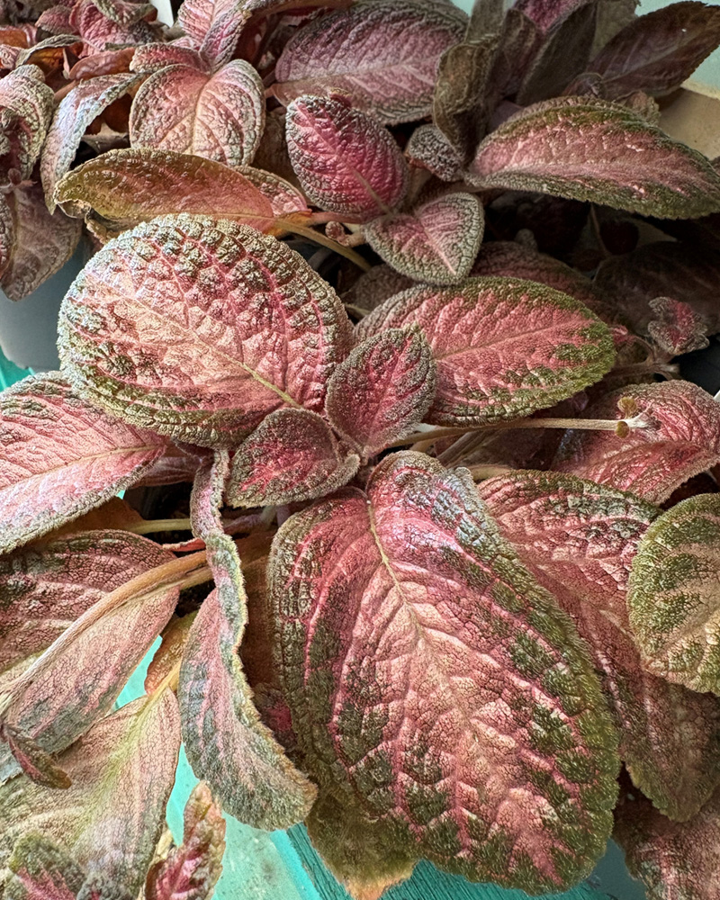 Episcia Maya 4"