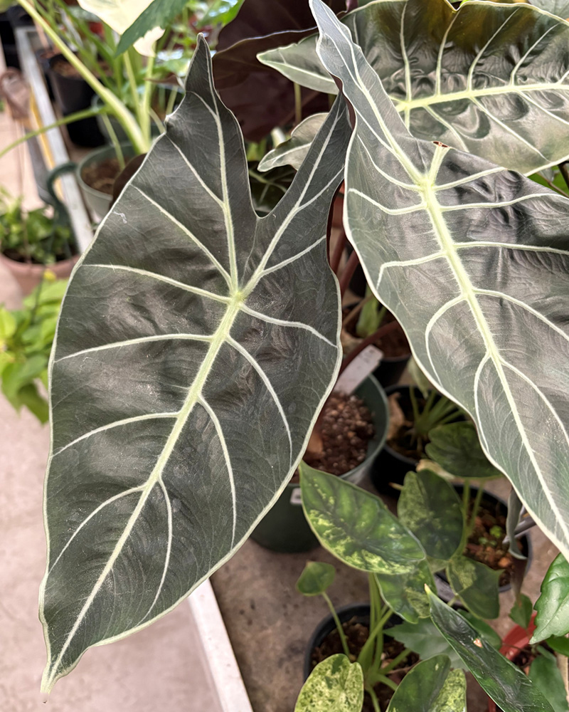 Alocasia Dragon's Tooth 6"