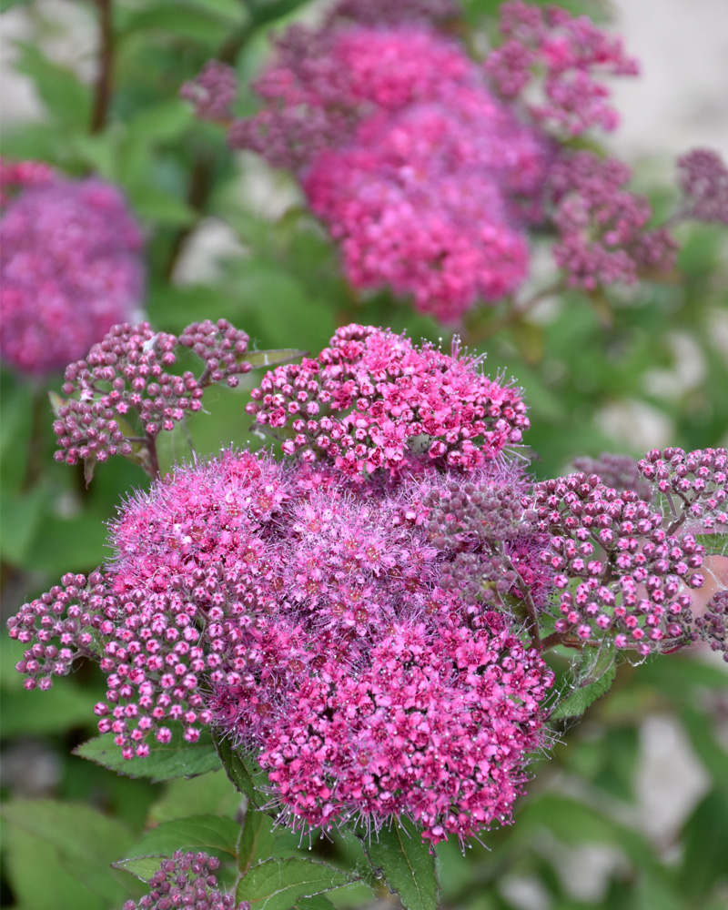 Superstar Spirea #5<br><i>Spiraea x bumalda 'Denistar'</br></i>