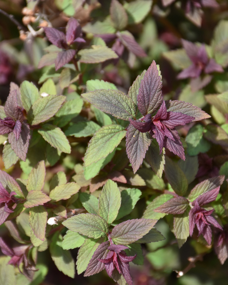 Superstar Spirea #5<br><i>Spiraea x bumalda \'Denistar\'</br></i>