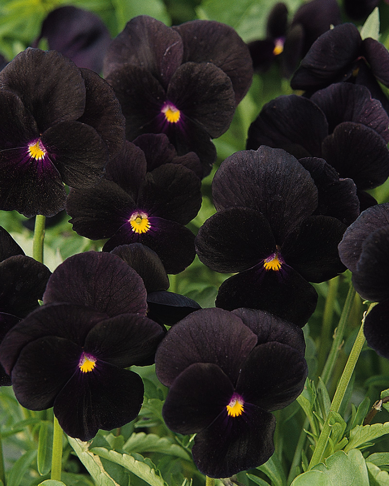 Viola Sorbet Black Delight 6 Pack
