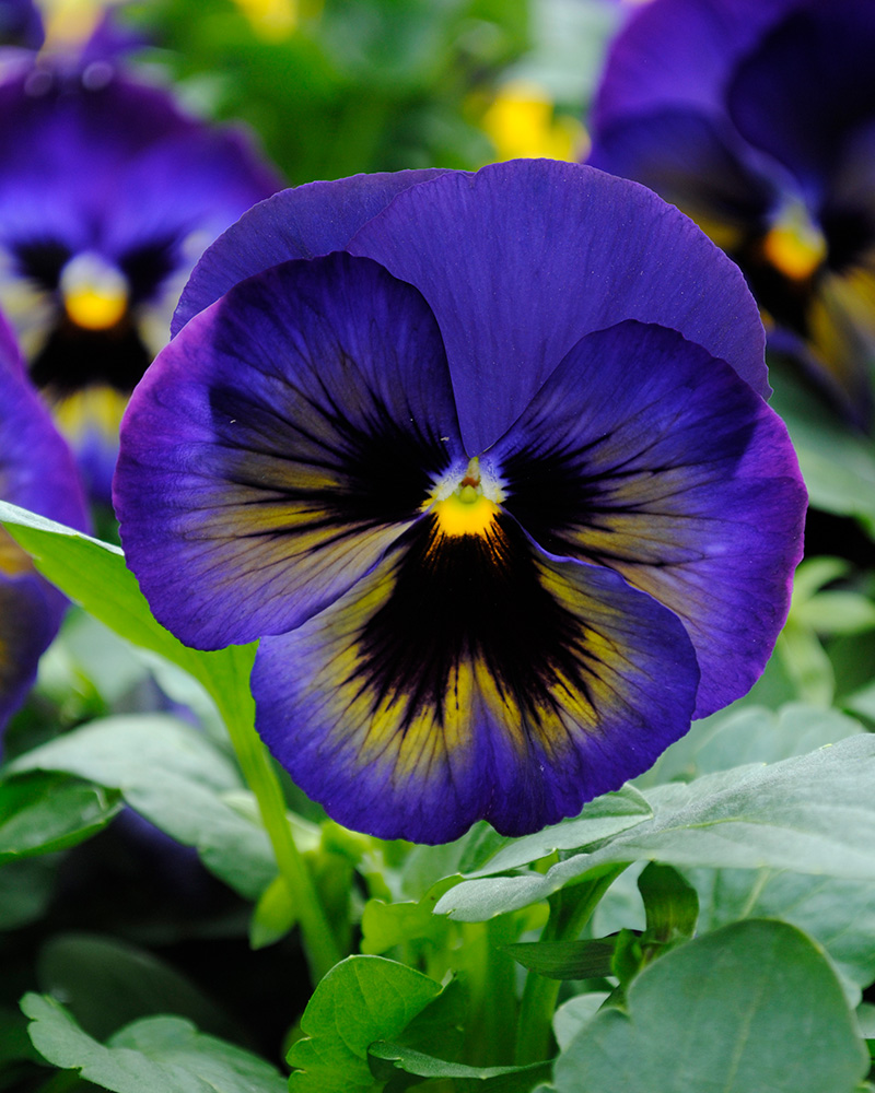 Pansy Midnight Glow 4"