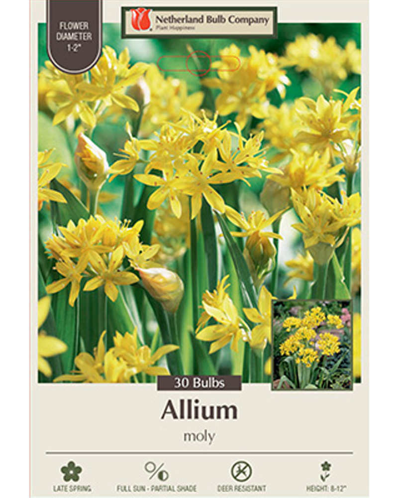 Allium Moly
