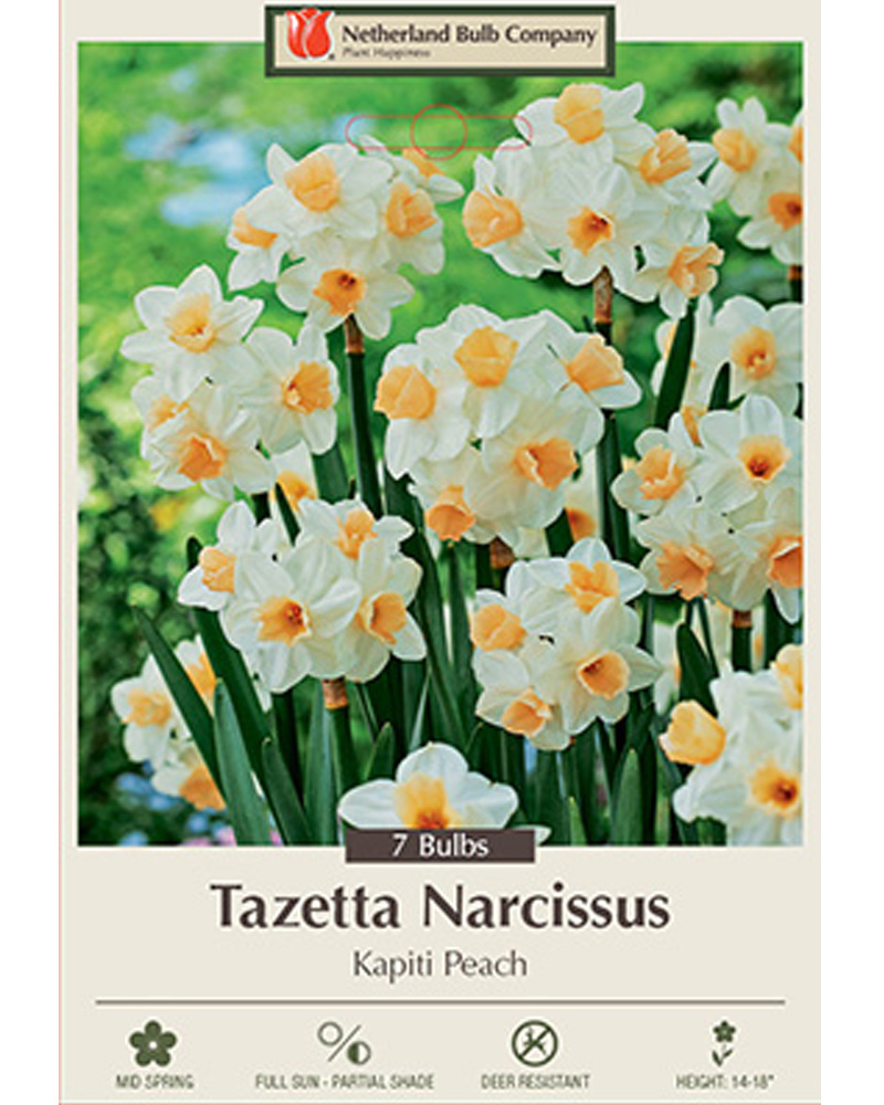 Narcissus Kapiti Peach
