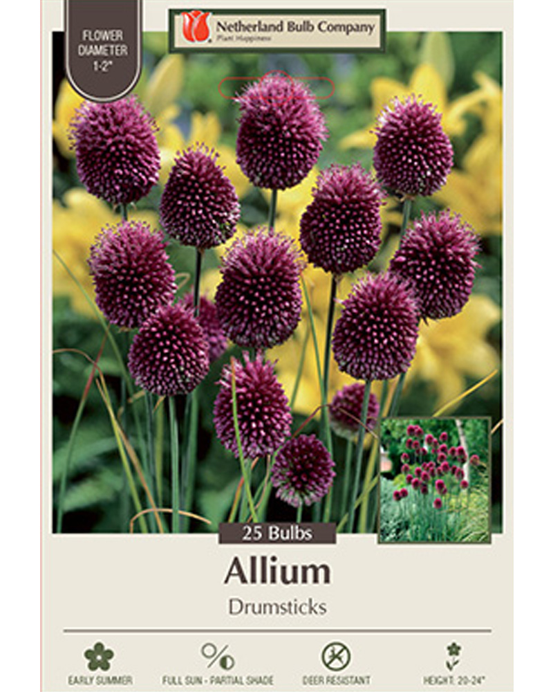 Allium Drumsticks