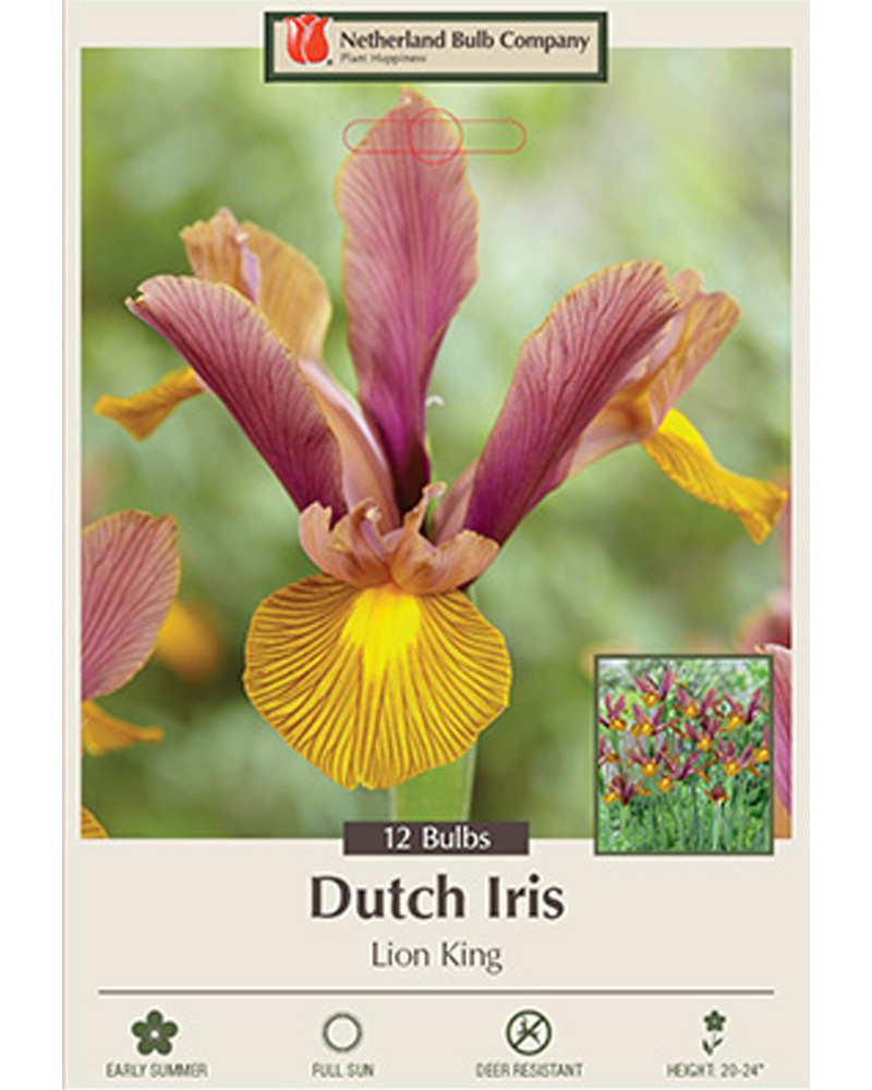 Iris Lion King