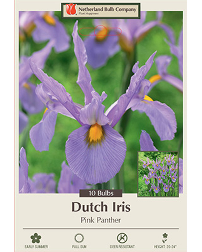 Iris Pink Panther