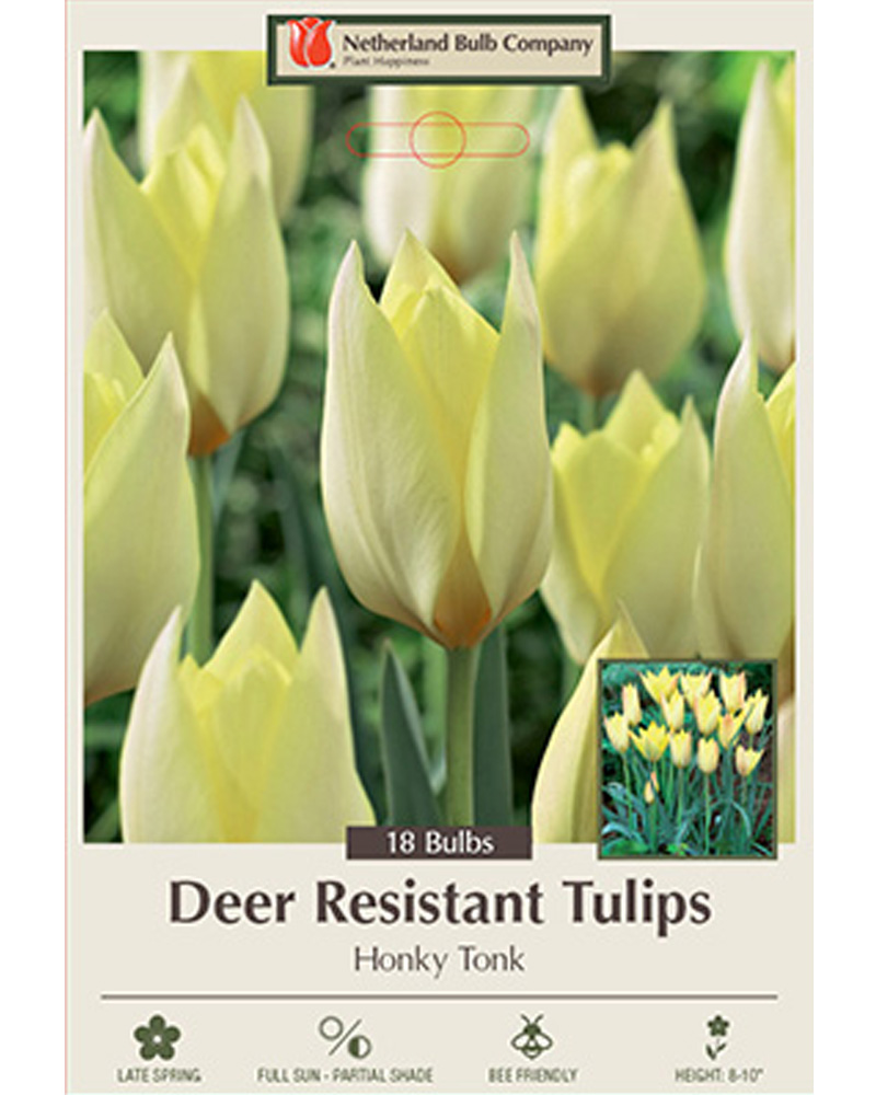 Tulip Honky Tonk