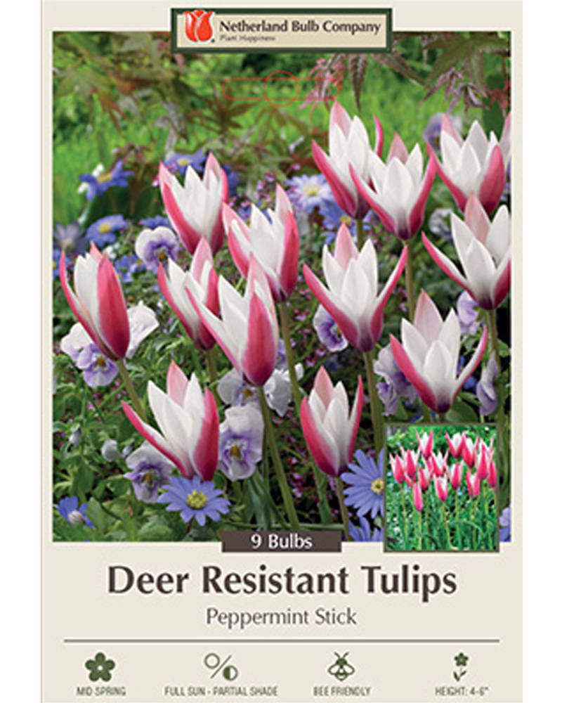 Tulip Peppermint Stick