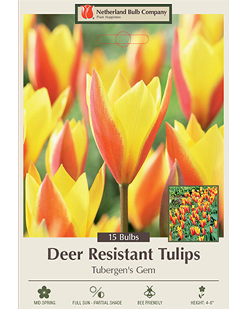 Tulip Tubergen's Gem