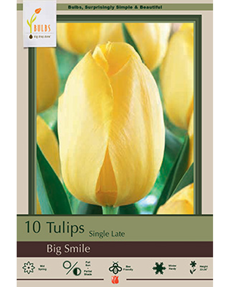 Tulip Big Smile