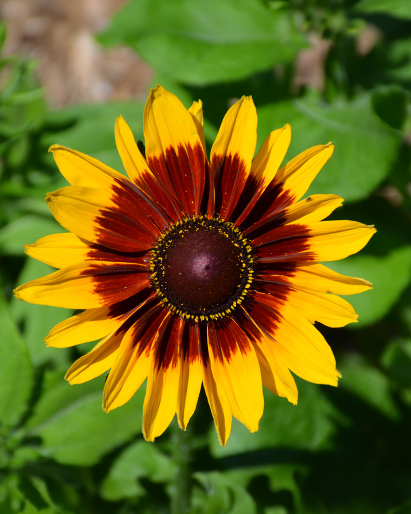 Denver Daisy Coneflower #1<br><i>Rudbeckia hirta 'Denver Daisy'</br></i>