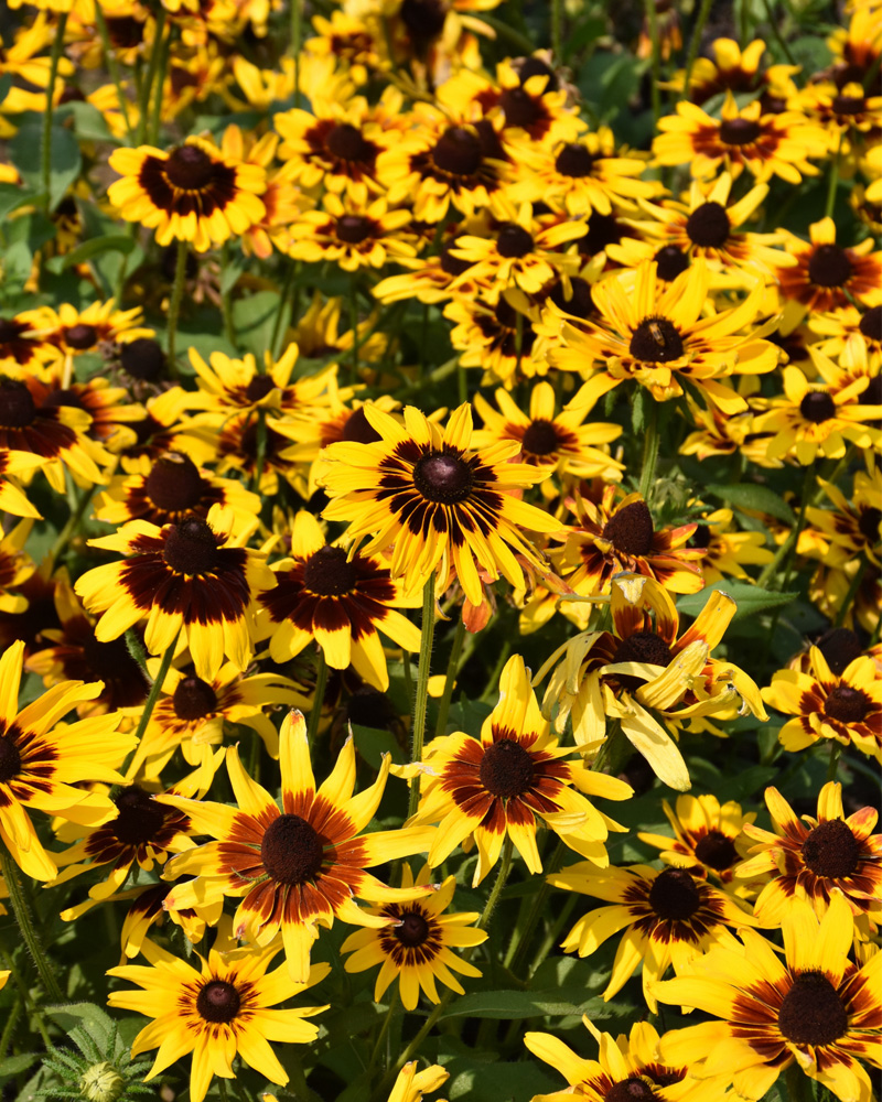 Denver Daisy Coneflower #1<br><i>Rudbeckia hirta \'Denver Daisy\'</br></i>