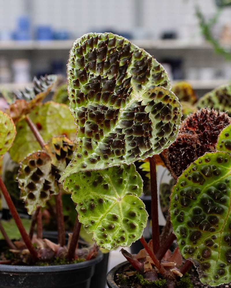 Begonia Ferox 4.5"