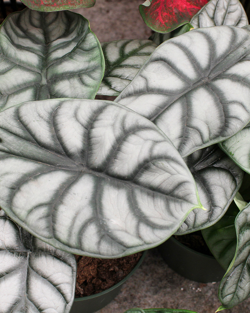 Alocasia Silver Dragon 6"