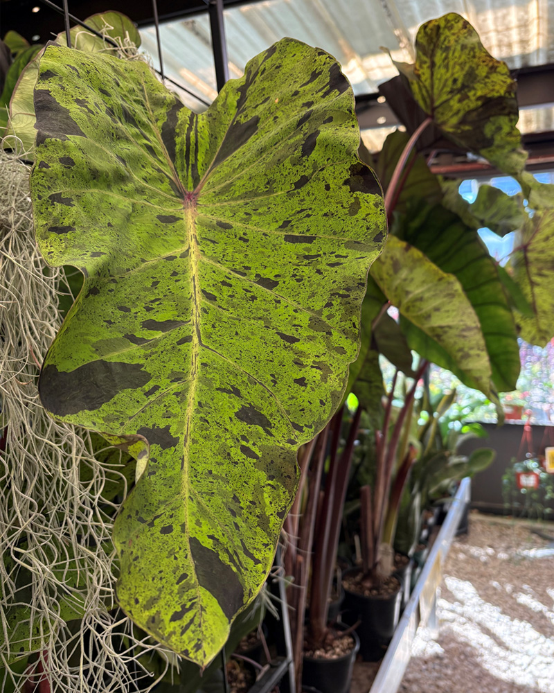 Colocasia Black Magic #1