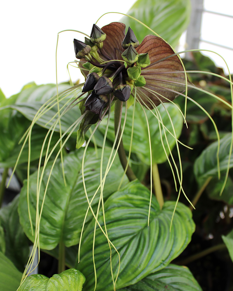 Tacca Chantrieri Batflower 6"
