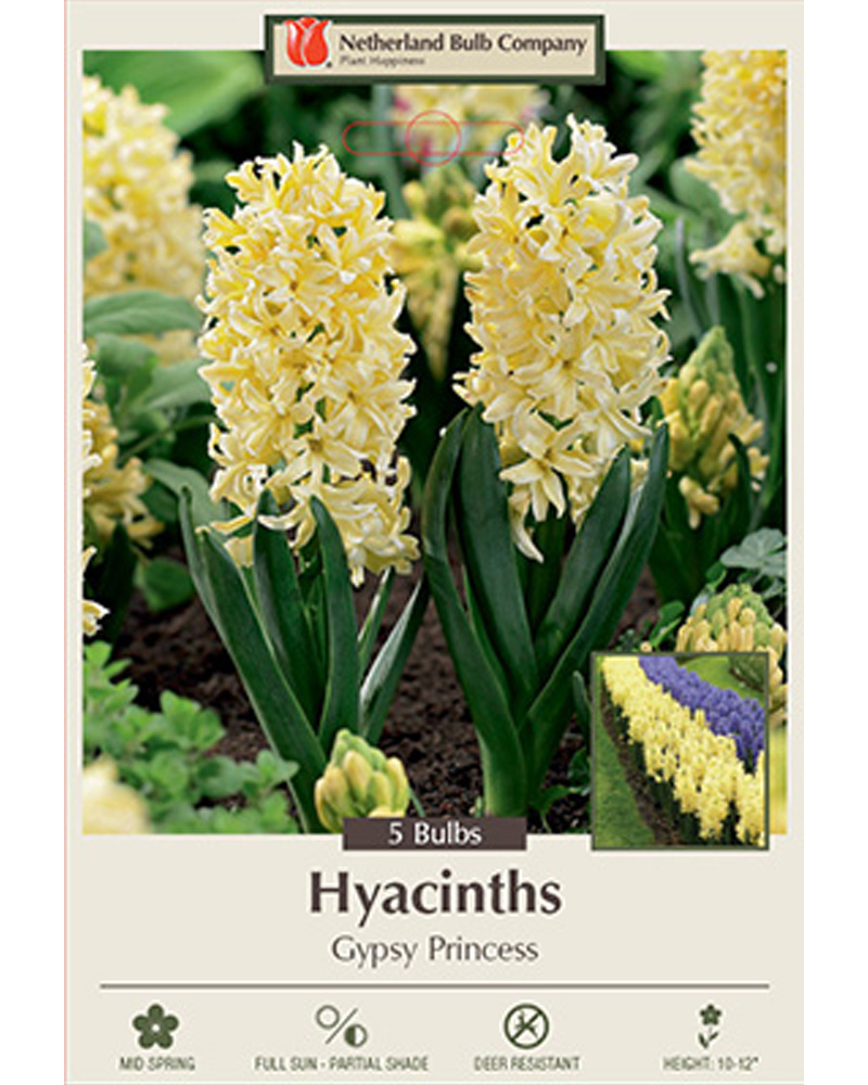 Hyacinth Gypsy Princess