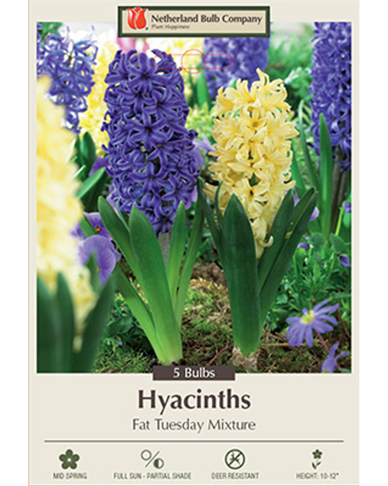 Hyacinth Fat Tuesday Mix