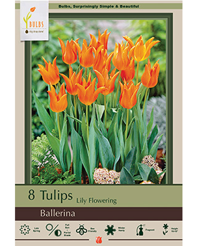 Tulip Ballerina