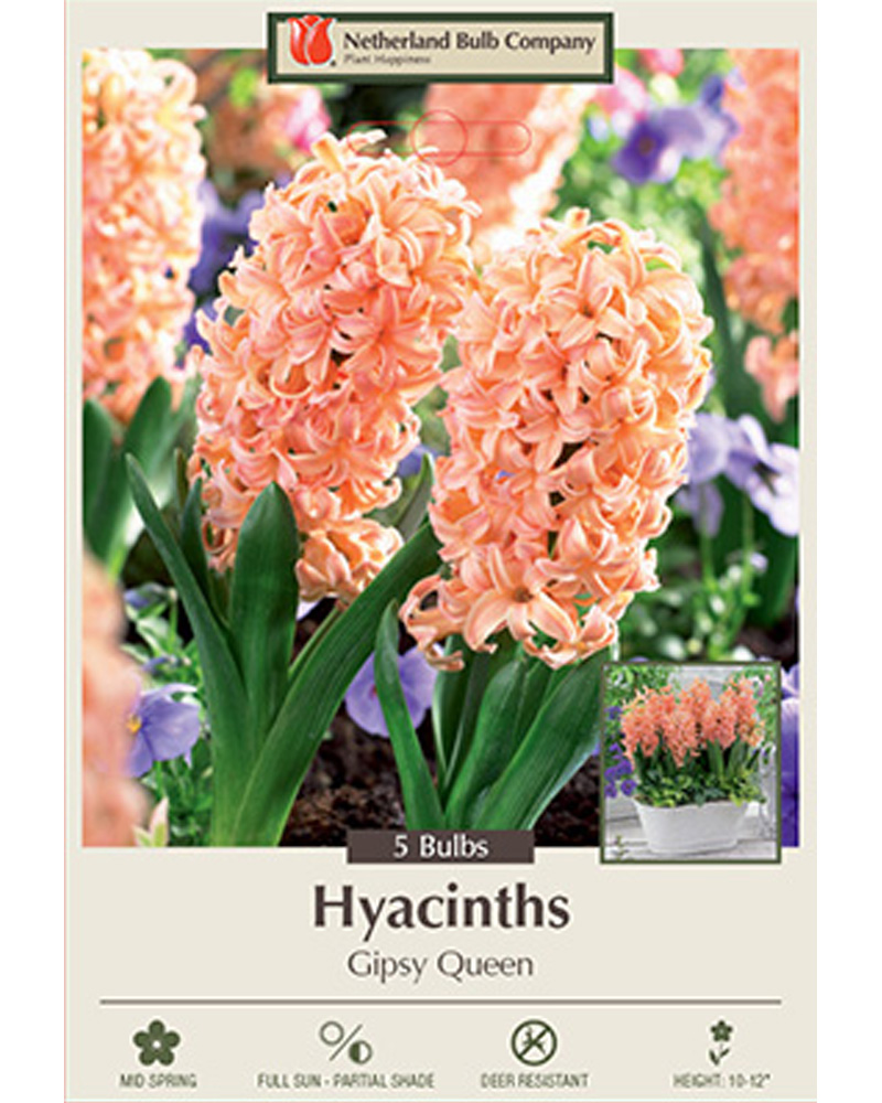Hyacinth Gipsy Queen