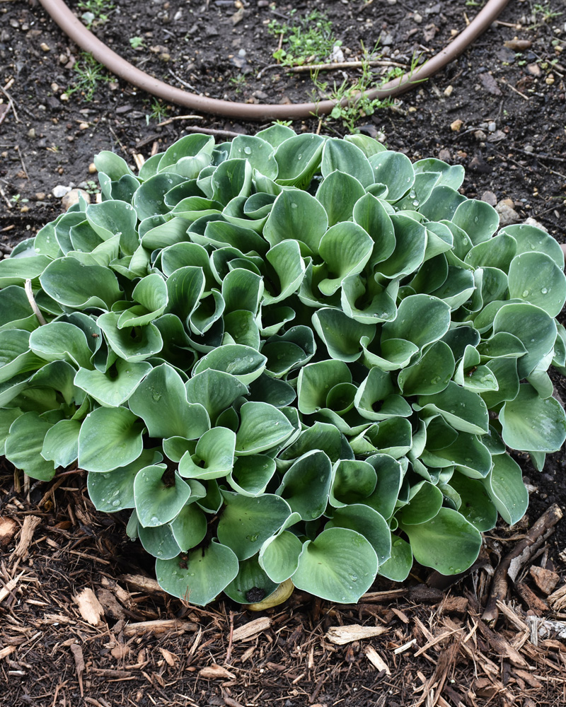 Blue Mouse Ears Hosta #1<br><i>Hosta 'Blue Mouse Ears'</br></i>