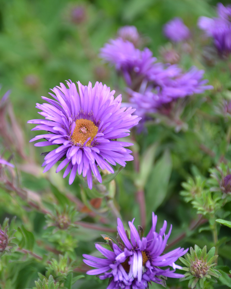 Grape Crush New England Aster #1<br><i>Symphyotrichum novae-angliae \'Grape Crush\'</br></i>