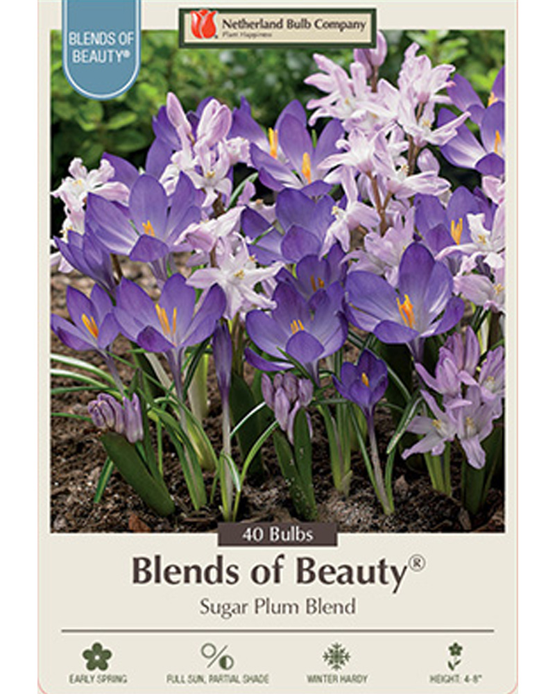 Blends of Beauty Sugar Plum