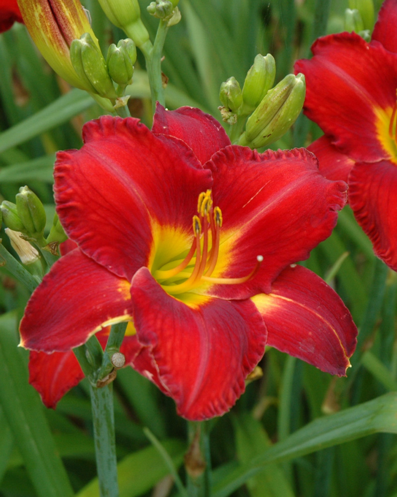 Chicago Apache Daylily #1<br><i>Hemerocallis 'Chicago Apache'</br></i>