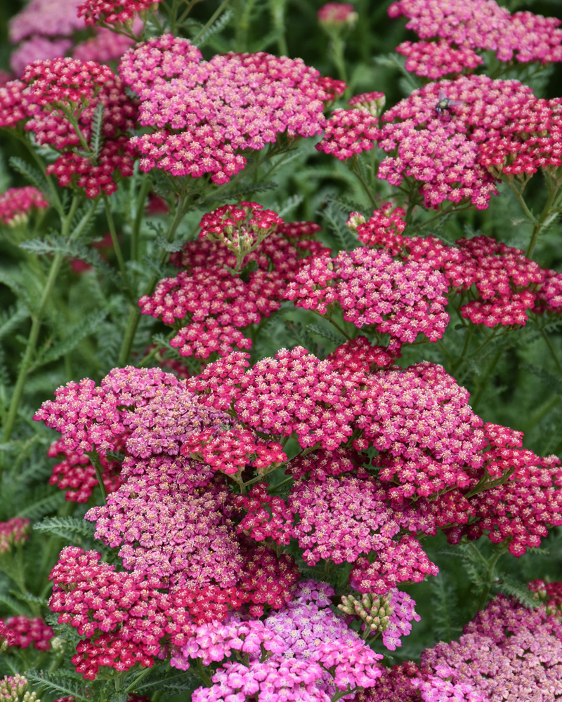 New Vintage Rose Yarrow #1<br><i>Achillea millefolium 'Balvinrose'</br></i>