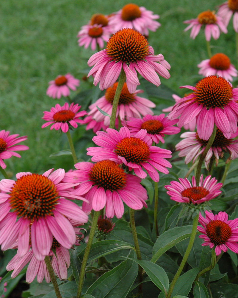 Ruby Star Coneflower #1<br><i>Echinacea purpurea 'Rubinstern'</br></i>
