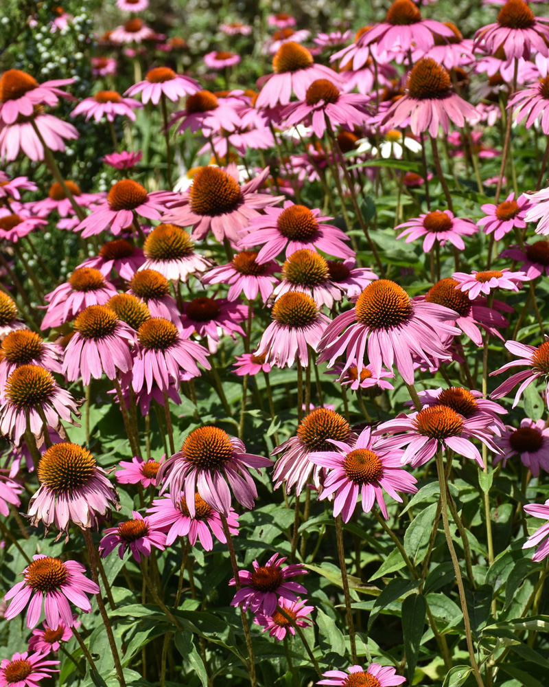 Ruby Star Coneflower #1<br><i>Echinacea purpurea \'Rubinstern\'</br></i>