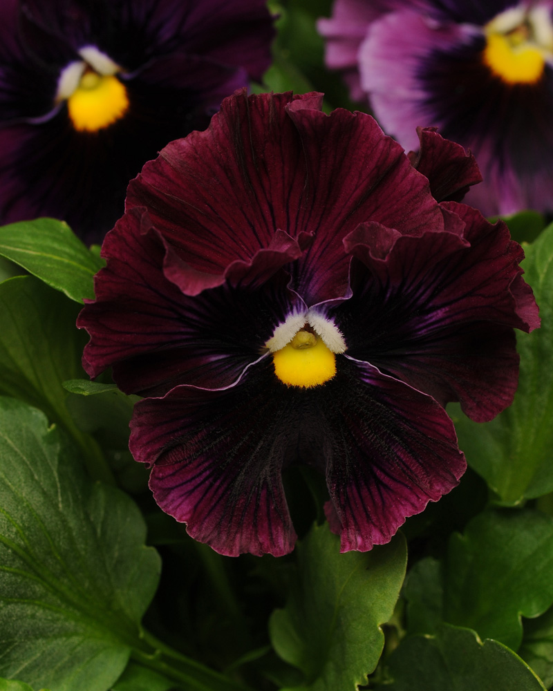 Pansy Frizz Burgundy 6 Pack
