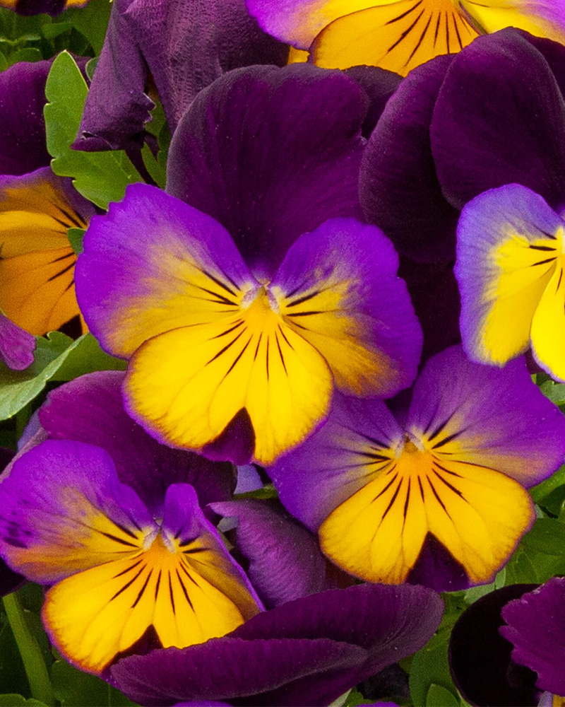 Pansy Freefall Sundown 4"