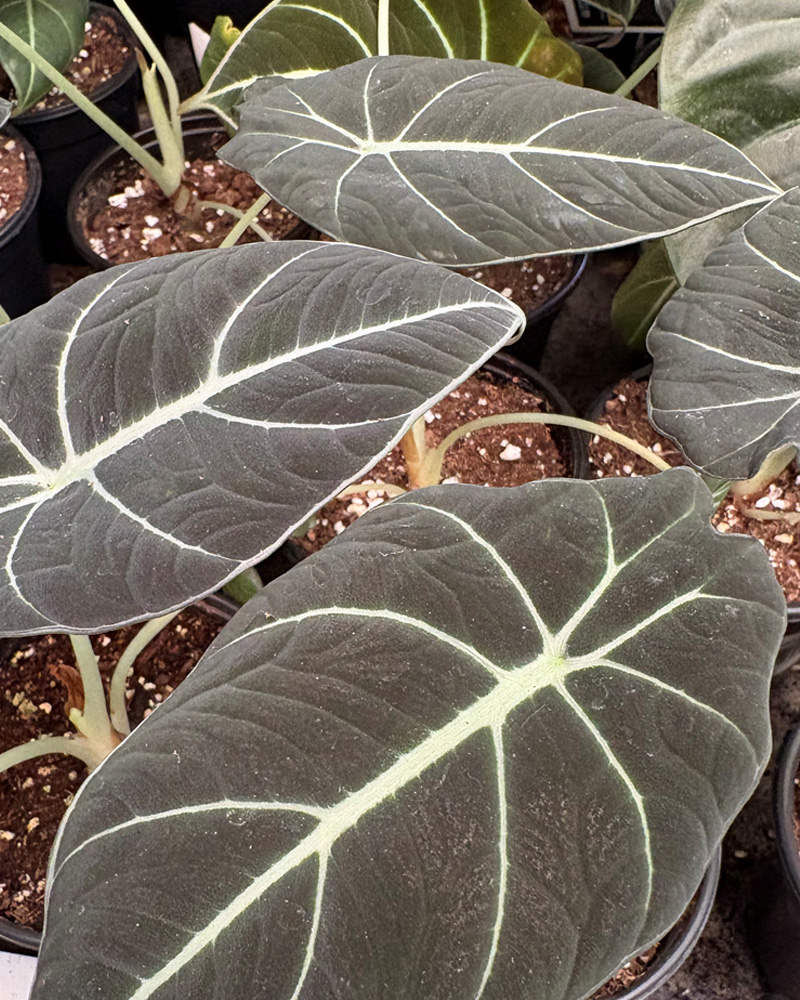 Alocasia Black Velvet 4"