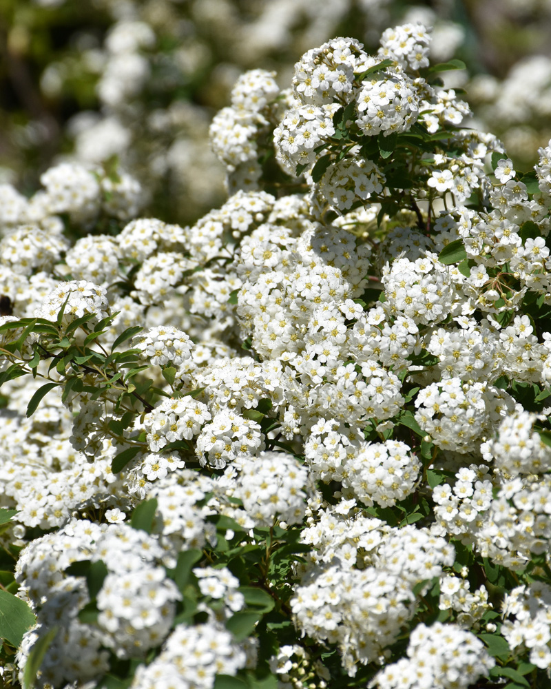 Vanhoutte Spirea #5<br><i>Spiraea x vanhouttei</br></i>