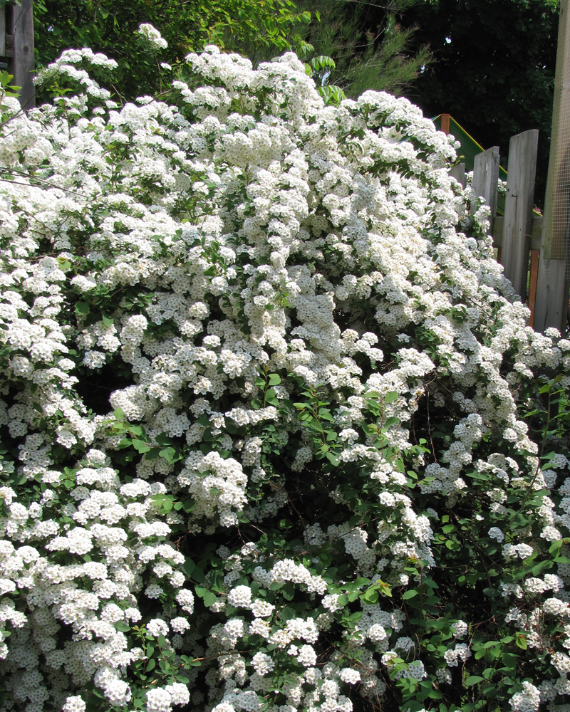 Vanhoutte Spirea #5<br><i>Spiraea x vanhouttei</br></i>