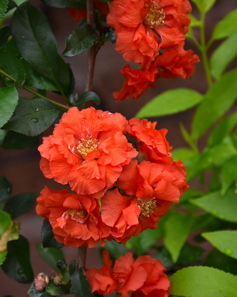 Double Take Orange Storm Flowering Quince #5<br><i>Chaenomeles speciosa 'Orange Storm'</br></i>
