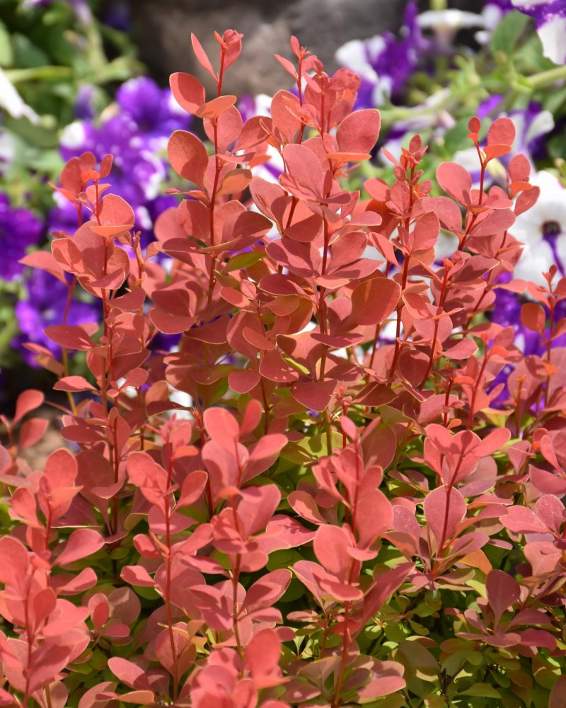 Orange Rocket Japanese Barberry #5<br><i>Berberis thunbergii 'Orange Rocket'</br></i>