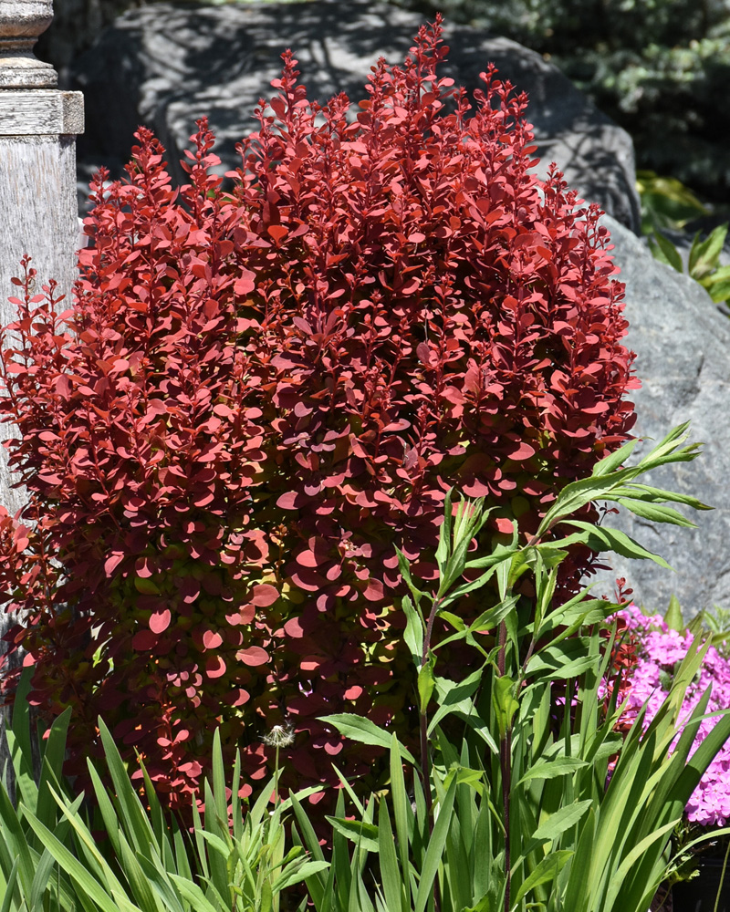 Orange Rocket Japanese Barberry #5<br><i>Berberis thunbergii \'Orange Rocket\'</br></i>