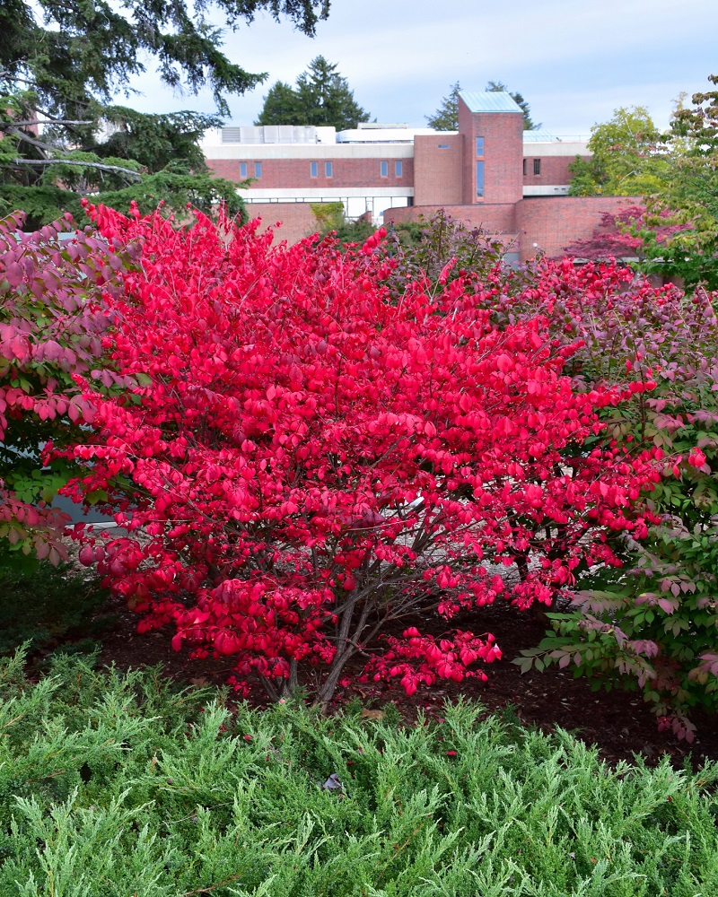 Dwarf Burning Bush #3<br><i>Euonymus alatus 'Compactus'</br></i>