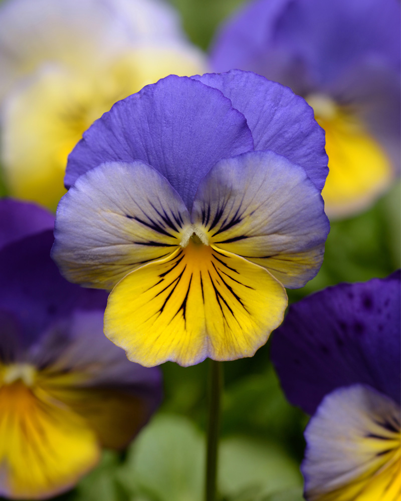 Pansy Cool Wave Morpho 4"